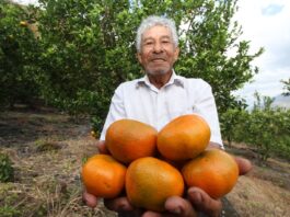 Vietnam abrirá sus mercados a mandarinas peruanas Vietnam abrirá sus mercados a mandarinas peruanas