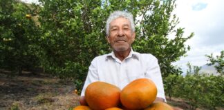 Vietnam abrirá sus mercados a mandarinas peruanas Vietnam abrirá sus mercados a mandarinas peruanas