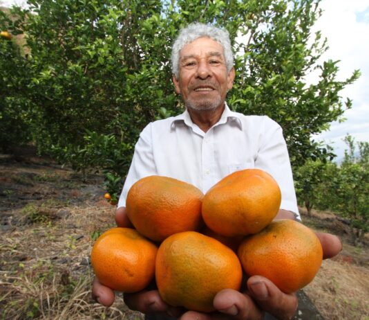 Vietnam abrirá sus mercados a mandarinas peruanas Vietnam abrirá sus mercados a mandarinas peruanas