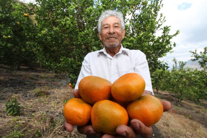 Vietnam abrirá sus mercados a mandarinas peruanas