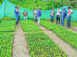 Canchaque: impulsan reforestación con especies autóctonas Canchaque: impulsan reforestación con especies autóctonas