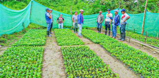 Canchaque: impulsan reforestación con especies autóctonas Canchaque: impulsan reforestación con especies autóctonas