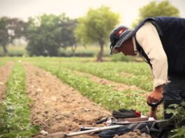 Derogación de la Ley 31801 generaría descordinación entre comisiones regantes Consecuencias de la derogación de la Ley 31801