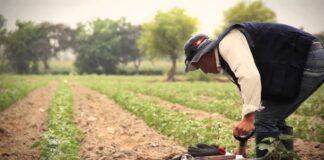 Derogación de la Ley 31801 generaría descordinación entre comisiones regantes Consecuencias de la derogación de la Ley 31801