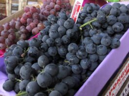 APEC 2024: Perú logrará importantes acuerdos para exportar productos agrícolas a China APEC 2024: Perú logrará importantes acuerdos para exportar productos agrícolas a China