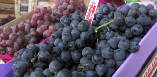 APEC 2024: Perú logrará importantes acuerdos para exportar productos agrícolas a China APEC 2024: Perú logrará importantes acuerdos para exportar productos agrícolas a China