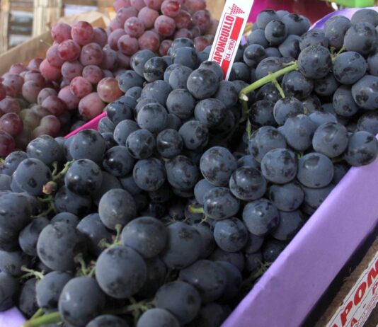 APEC 2024: Perú logrará importantes acuerdos para exportar productos agrícolas a China APEC 2024: Perú logrará importantes acuerdos para exportar productos agrícolas a China