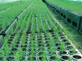 Midagri invertirá S/ 30 millones en planes de negocio forestales Midagri invertirá S/ 30 millones en planes de negocio forestales