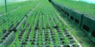 Midagri invertirá S/ 30 millones en planes de negocio forestales Midagri invertirá S/ 30 millones en planes de negocio forestales