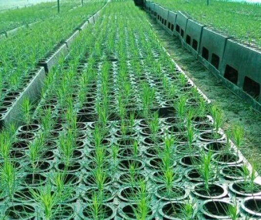 Midagri invertirá S/ 30 millones en planes de negocio forestales Midagri invertirá S/ 30 millones en planes de negocio forestales