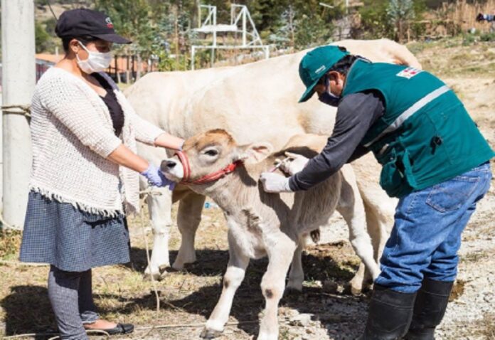 Campañas de vacunación protegieron a más de 6 millones de animales en Perú