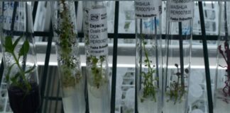 Perú será sede de reunión mundial sobre recursos fitogenéticos Perú será sede de reunión mundial sobre recursos fitogenéticos