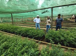 Piura apuesta por la reforestación: el vivero Maraypampa beneficia a más de 2,500 familias Piura apuesta por la reforestación: el vivero Maraypampa beneficia a más de 2,500 familias