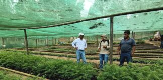 Piura apuesta por la reforestación: el vivero Maraypampa beneficia a más de 2,500 familias Piura apuesta por la reforestación: el vivero Maraypampa beneficia a más de 2,500 familias