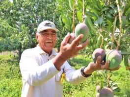 Más de 33 mil productores se benefician tras erradicación de la mosca de la fruta en Piura Más de 33 mil productores se benefician tras erradicación de la mosca de la fruta en Piura