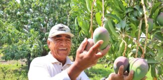 Más de 33 mil productores se benefician tras erradicación de la mosca de la fruta en Piura Más de 33 mil productores se benefician tras erradicación de la mosca de la fruta en Piura