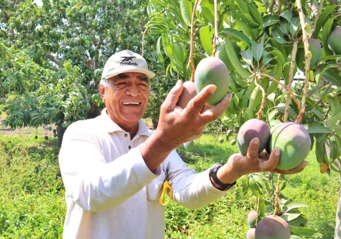 Más de 33 mil productores se benefician tras erradicación de la mosca de la fruta en Piura