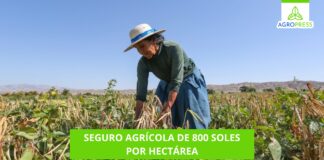 Seguro agrícola de 800 soles por hectárea: ¿de qué protege y cómo acceder al beneficio? Seguro agrícola de 800 soles por hectárea: ¿de qué protege y cómo acceder al beneficio?