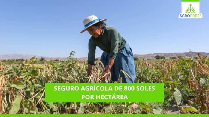 Seguro agrícola de 800 soles por hectárea: ¿de qué protege y cómo acceder al beneficio?