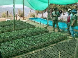 Proyecto de reforestación recuperará 11 hectáreas en Jililí, Ayabaca Proyecto de reforestación recuperará 11 hectáreas en Jililí, Ayabaca