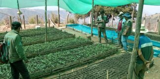 Proyecto de reforestación recuperará 11 hectáreas en Jililí, Ayabaca Proyecto de reforestación recuperará 11 hectáreas en Jililí, Ayabaca