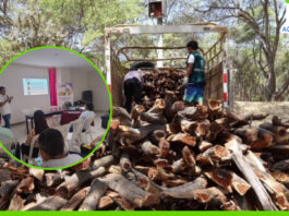 Piura reactiva Mesa Técnica del Algarrobo para frenar tala indiscriminada Piura reactiva Mesa Técnica del Algarrobo para frenar tala indiscriminada