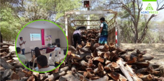 Piura reactiva Mesa Técnica del Algarrobo para frenar tala indiscriminada Piura reactiva Mesa Técnica del Algarrobo para frenar tala indiscriminada