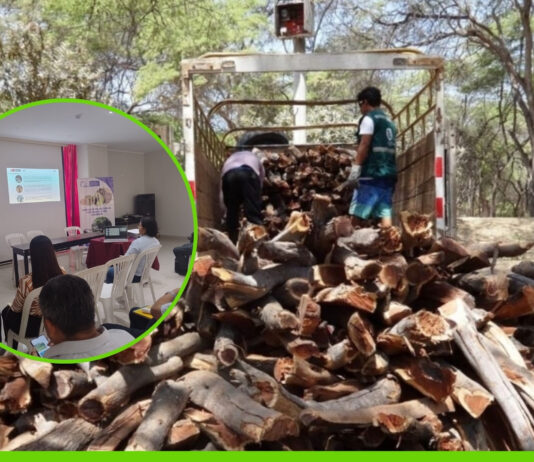 Piura reactiva Mesa Técnica del Algarrobo para frenar tala indiscriminada Piura reactiva Mesa Técnica del Algarrobo para frenar tala indiscriminada