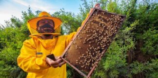 Apicultura peruana reconocida como actividad de interés nacional Apicultura peruana reconocida como actividad de interés nacional