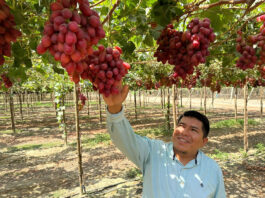 Inicia la cosecha de uva ARRA Fire Crunch en Piura Inicia la cosecha de uva ARRA Fire Crunch en Piura