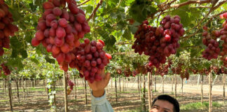 Inicia la cosecha de uva ARRA Fire Crunch en Piura Inicia la cosecha de uva ARRA Fire Crunch en Piura
