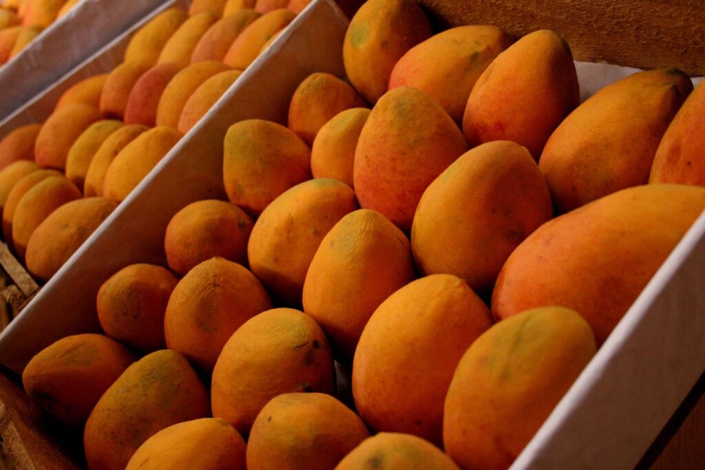 Piura registró un crecimiento del 568,8% en la producción de mango en noviembre de 2024