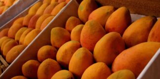 Piura registró un crecimiento del 568,8% en la producción de mango en noviembre de 2024 Piura registró un crecimiento del 568,8% en la producción de mango en noviembre de 2024
