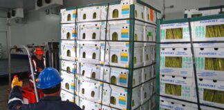 Los envíos a EE.UU. crecieron hasta 2024, pero la nueva administración pone en duda el futuro agroexportador Los envíos a EE.UU. crecieron hasta 2024, pero la nueva administración pone en duda el futuro agroexportador