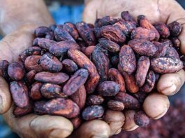 Exportaciones de cacao peruano alcanzaron cifras históricas durante 2024 Exportaciones de cacao peruano alcanzaron cifras históricas durante 2024
