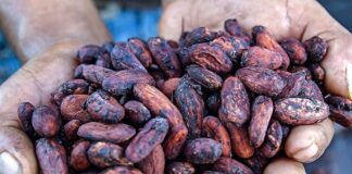 Exportaciones de cacao peruano alcanzaron cifras históricas durante 2024 Exportaciones de cacao peruano alcanzaron cifras históricas durante 2024