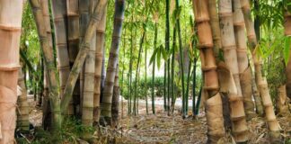 Piura apuesta por el bambú como alternativa para el desarrollo sostenible Piura apuesta por el bambú como alternativa para el desarrollo sostenible