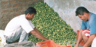 Agricultores de Piura arrojarán 20 toneladas de limón en protesta por bajos precios Agricultores de Piura arrojarán 20 toneladas de limón en protesta por bajos precios