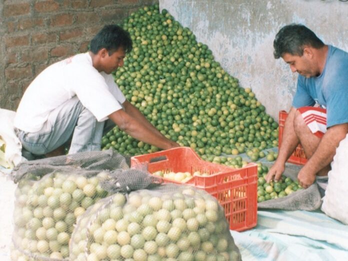 Agricultores de Piura arrojarán 20 toneladas de limón en protesta por bajos precios