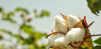 Piura: alianza estratégica busca recuperar la producción de algodón pima en la región Piura: alianza estratégica busca recuperar la producción de algodón pima en la región