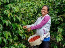 Destinan más de 200 millones de soles para impulsar la agricultura en Perú Destinan más de 200 millones de soles para impulsar la agricultura en Perú
