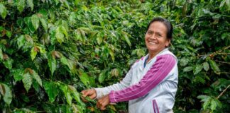 Destinan más de 200 millones de soles para impulsar la agricultura en Perú Destinan más de 200 millones de soles para impulsar la agricultura en Perú