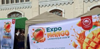 Chiclayo: Logran vender 15 toneladas de mango en mercados itinerantes Lambayeque: Logran vender 15 toneladas de mango en mercados itinerantes