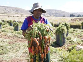 Midagri recomienda diversificar cultivos para fortalecer la agricultura Midagri recomienda a productores de zanahoria diversificar cultivos para fortalecer la agricultura