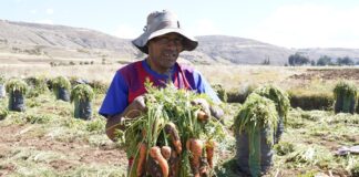 Midagri recomienda diversificar cultivos para fortalecer la agricultura Midagri recomienda a productores de zanahoria diversificar cultivos para fortalecer la agricultura