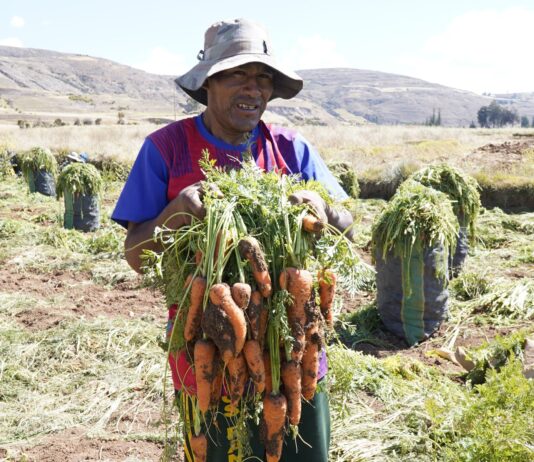Midagri recomienda diversificar cultivos para fortalecer la agricultura Midagri recomienda a productores de zanahoria diversificar cultivos para fortalecer la agricultura