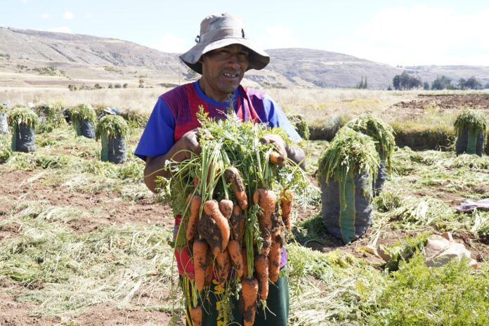 Midagri recomienda a productores de zanahoria diversificar cultivos para fortalecer la agricultura