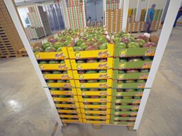 Lambayeque: Agrobanco anuncia apoyo financiero para productores de mango Lambayeque: Agrobanco anuncia apoyo financiero para productores de mango