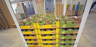 Lambayeque: Agrobanco anuncia apoyo financiero para productores de mango Lambayeque: Agrobanco anuncia apoyo financiero para productores de mango