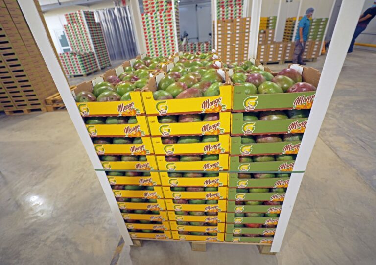 Lambayeque: Agrobanco anuncia apoyo financiero para productores de mango